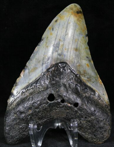 Bargain Megalodon Tooth - North Carolina #22936